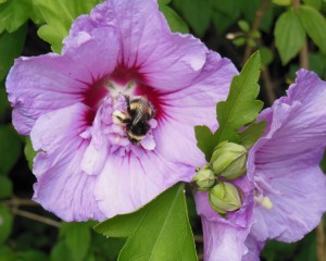 Une fleur à butiner