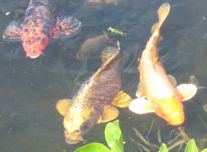 Quelques beaux poissons