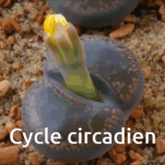 cycle ou rythme circadien