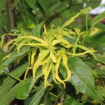 L'Ylang-Ylang pour favoriser le sommeil